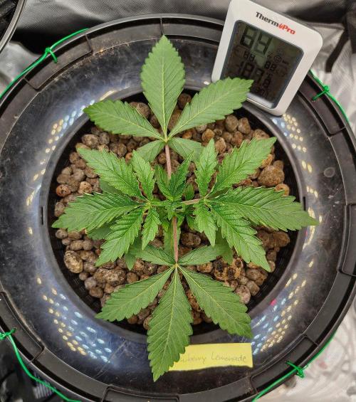 Strawberry Lemonade DWC. Week 3 - Day 18