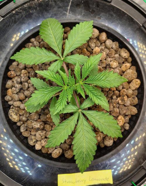 Strawberry Lemonade DWC. Week 3 - Day 17