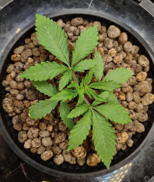 Strawberry Lemonade DWC. Week 3 - Day 16