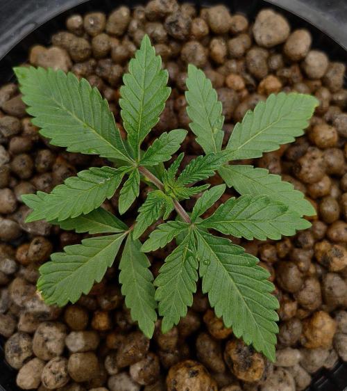 Strawberry Lemonade. Week 3
