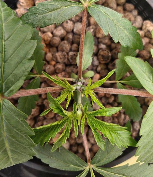 Strawberry Lemonade DWC. Week 3 - Day 21