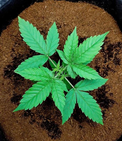 Gorilla Cookies Auto in coco-coir. Week 3 - Day 20