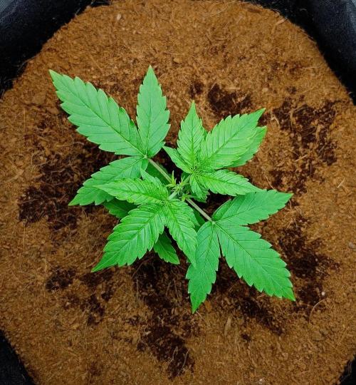 Gorilla Cookies Auto in coco-coir. Week 3 - Day 19