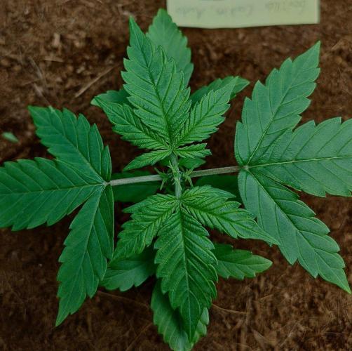 Gorilla Cookies Auto in coco-coir. Week 3 - Day 18
