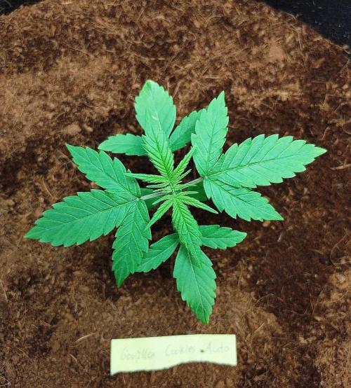 Gorilla Cookies Auto in coco-coir. Week 3 - Day 17