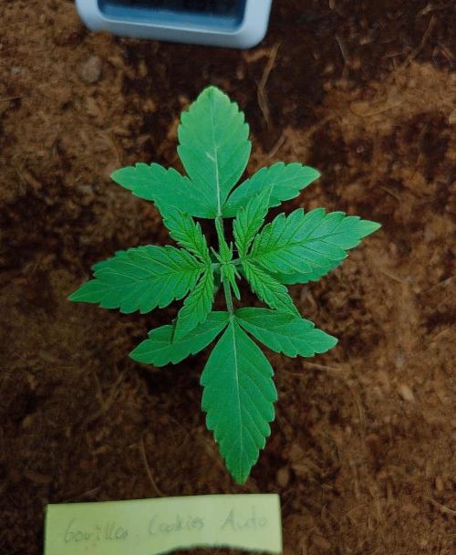 Gorilla Cookies Auto in coco-coir. Week 3 - Day 15