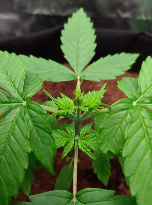 Gorilla Cookies Auto in coco-coir. Week 3 - Day 21