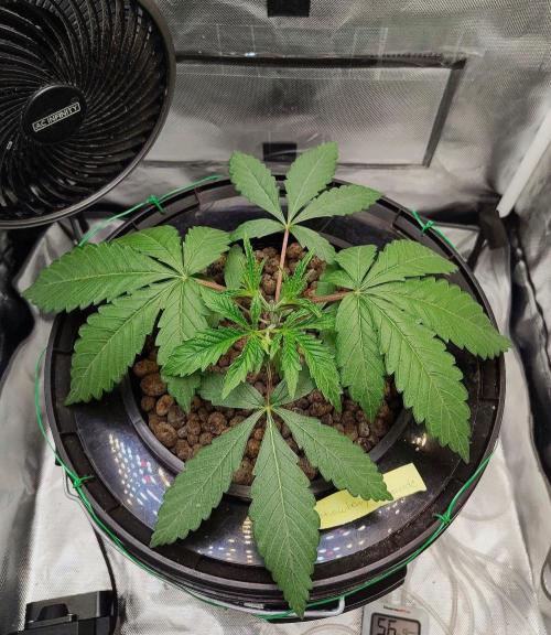 Strawberry Lemonade. Week 4