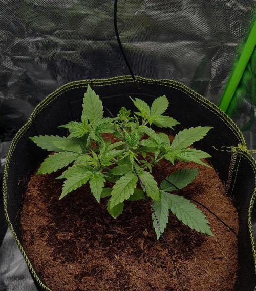 Gorilla Cookies Auto in coco-coir. Week 4 - Day 26