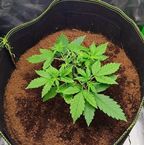 Gorilla Cookies Auto in coco-coir. Week 4 - Day 25