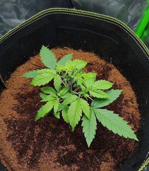 Gorilla Cookies Auto in coco-coir. Week 4 - Day 24