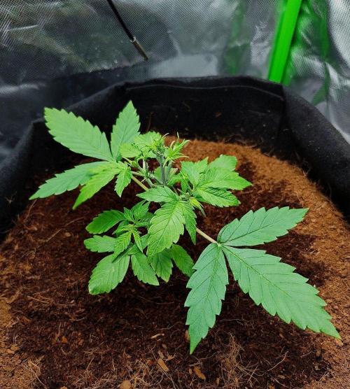 Gorilla Cookies Auto in coco-coir. Week 4 - Day 23