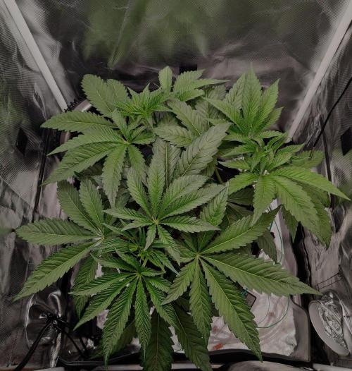 Strawberry Lemonade DWC. Week 5 - Day 34