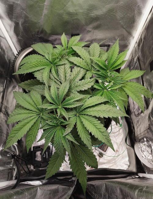 Strawberry Lemonade DWC. Week 5 - Day 33