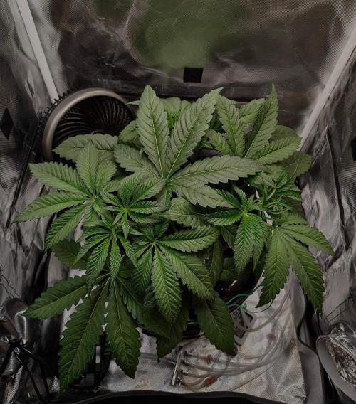 Strawberry Lemonade DWC. Week 5 - day 32