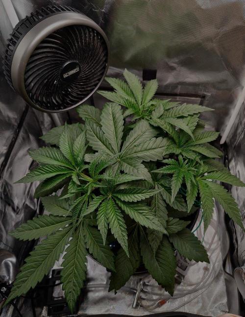 Strawberry Lemonade DWC. Week 5 - Day 31