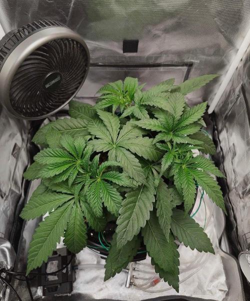 Strawberry Lemonade DWC. Week 5 - Day 30