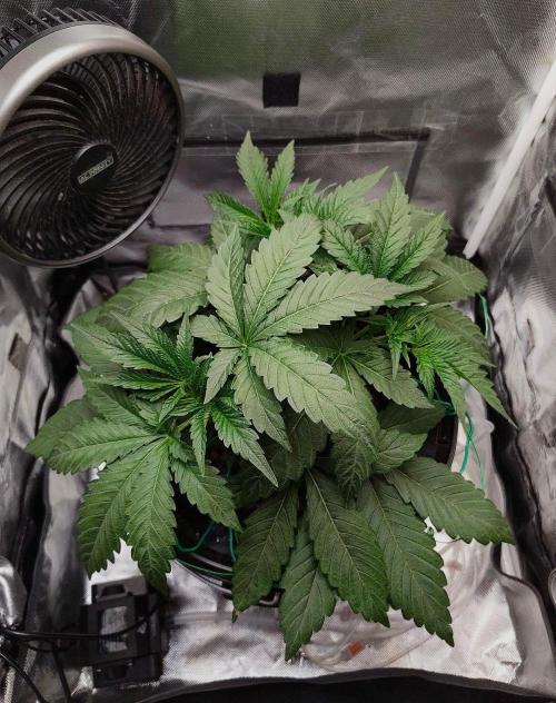 Strawberry Lemonade DWC. Week 5 - Day 29