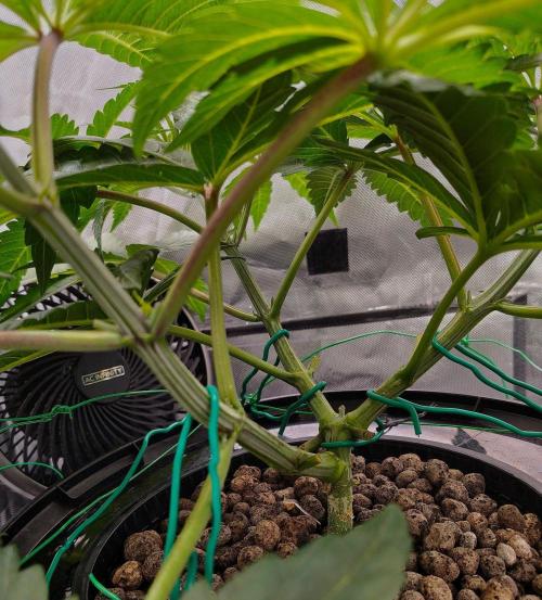 Strawberry Lemonade DWC. Week 5 - Day 35