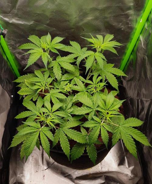 Gorilla Cookies Auto in coco-coir. Week 5 - Day 34