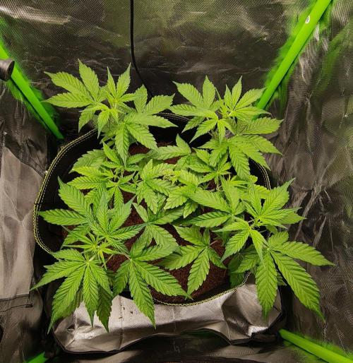 Gorilla Cookies Auto in coco-coir. Week 5 - Day 33