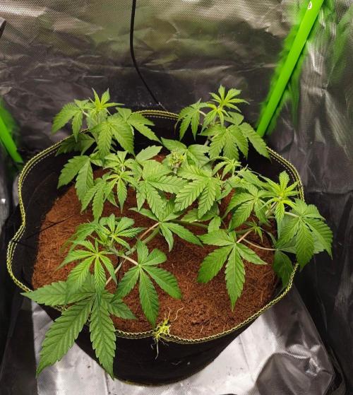 Gorilla Cookies Auto in coco-coir. Week 5 - Day 32