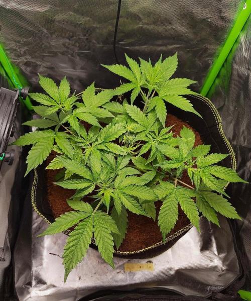 Gorilla Cookies Auto in coco-coir. Week 5 - Day 31