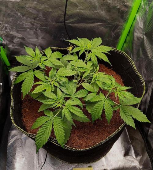 Gorilla Cookies Auto in coco-coir. Week 5 - Day 30