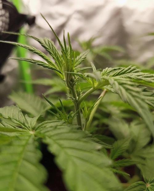 Gorilla Cookies Auto in coco-coir. Week 5 - Day 35