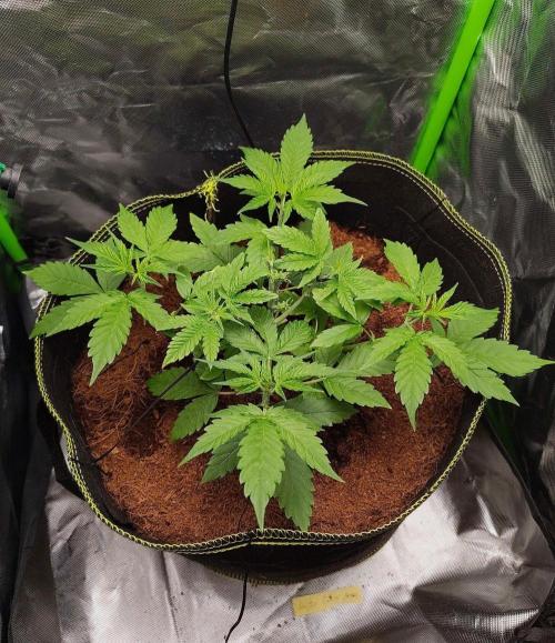 Gorilla Cookies Auto in coco-coir. Week 5 - Day 29