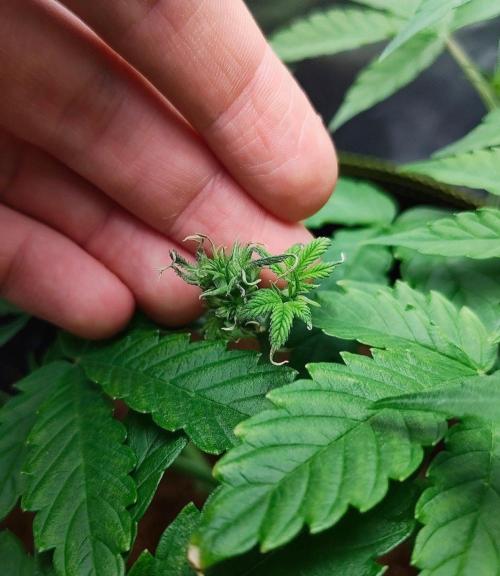 Gorilla Cookies Auto in coco-coir. Week 5 - Day 34