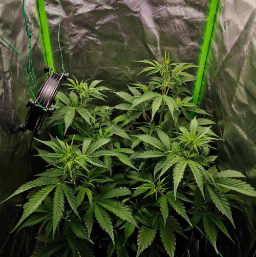 Gorilla Cookies Auto in coco-coir. Week 6 - Day 42