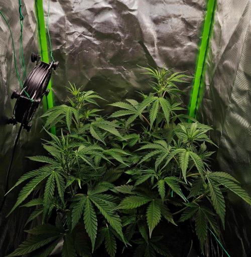 Gorilla Cookies Auto in coco-coir. Week 6 - Day 41