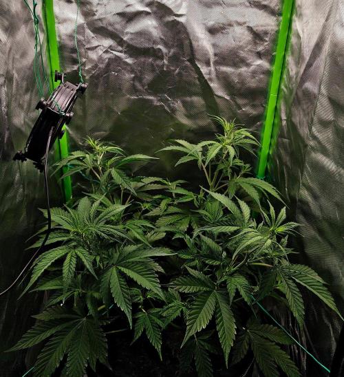 Gorilla Cookies Auto in coco-coir. Week 6 - Day 40