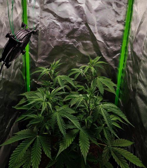Gorilla Cookies Auto in coco-coir. Week 6 - Day 39
