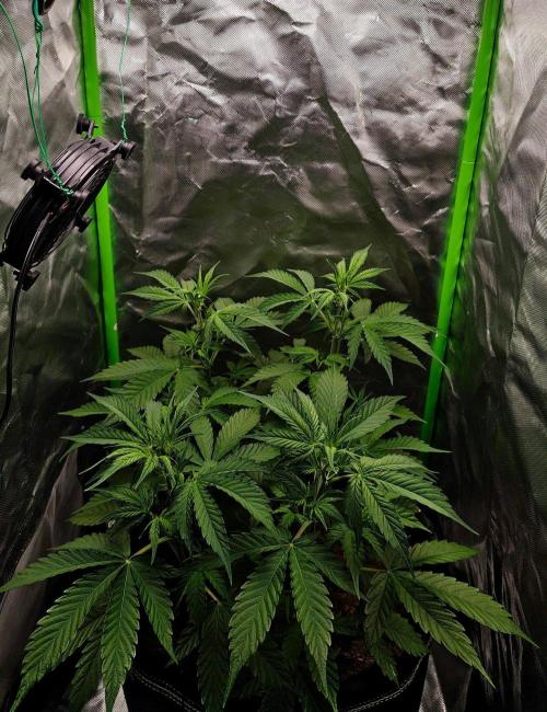 Gorilla Cookies Auto in coco-coir. Week 6 - Day 38