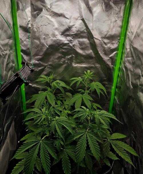 Gorilla Cookies Auto in coco-coir. Week 6 - Day 37