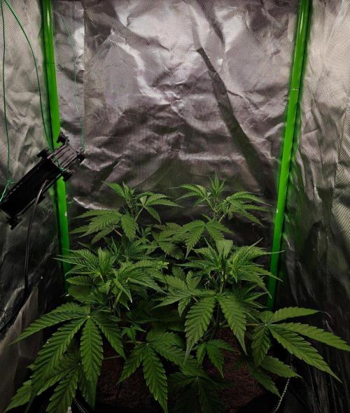 Gorilla Cookies Auto in coco-coir. Week 6 - Day 36