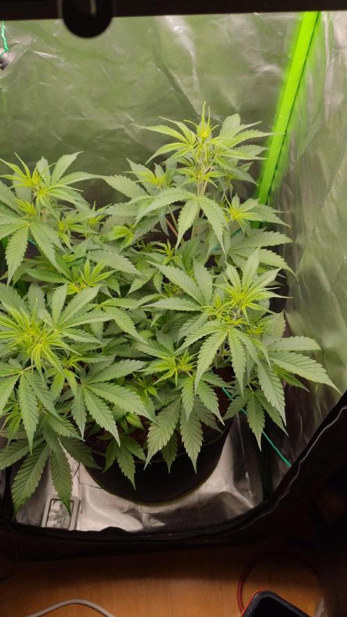 Gorilla Cookies Auto in coco-coir