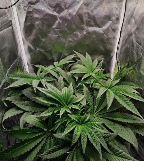Strawberry Lemonade DWC. Week 6 - Day 42