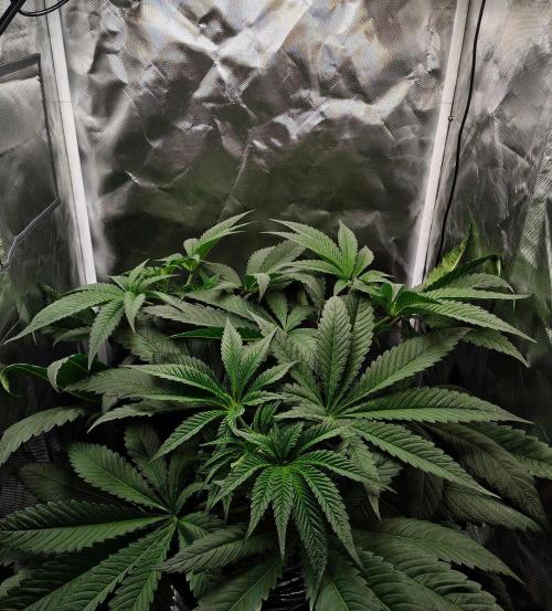 Strawberry Lemonade DWC. Week 6 - Day 41