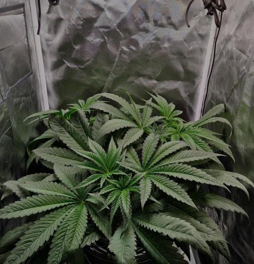 Strawberry Lemonade DWC. Week 6 - Day 40
