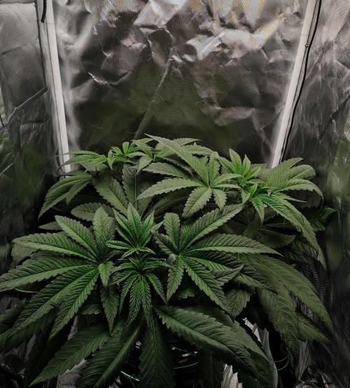 Strawberry Lemonade DWC. Week 6 - Day 39