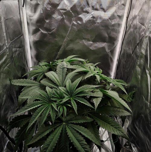 Strawberry Lemonade DWC. Week 6 - Day 38