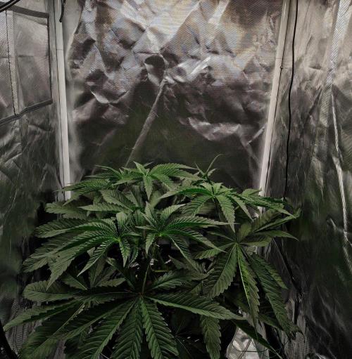 Strawberry Lemonade DWC. Week 6 - Day 37