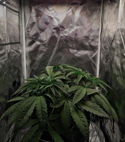 Strawberry Lemonade. Week 6