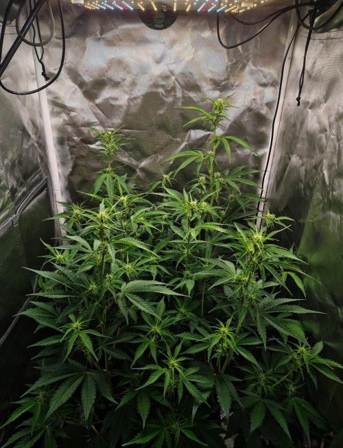 Gorilla Cookies Auto in coco-coir. Week 7 - Day 49