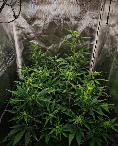 Gorilla Cookies Auto in coco-coir. Week 7 - Day 48
