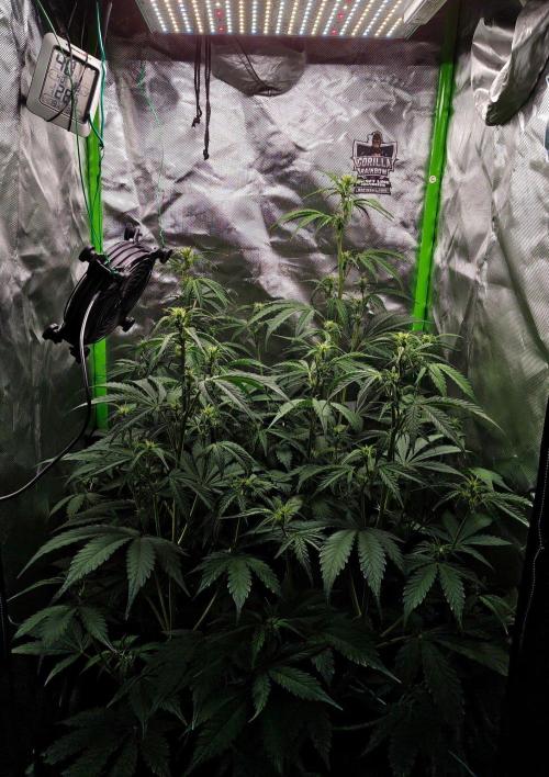 Gorilla Cookies Auto in coco-coir. Week 7 - Day 47