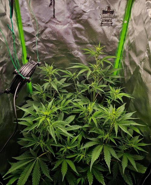 Gorilla Cookies Auto in coco-coir. Week 7 - Day 45